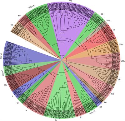 Genome-Wide Identification and Characterization of the bHLH Transcription Factor Family in Pepper (Capsicum annuum L.)